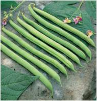 BUSH BEANS