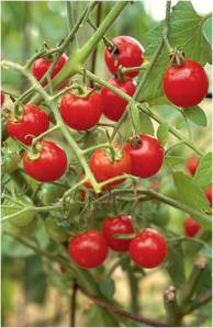 CHERRY TOMATOES