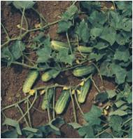 CUCUMBER