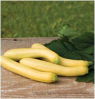 SUMMER SQUASH