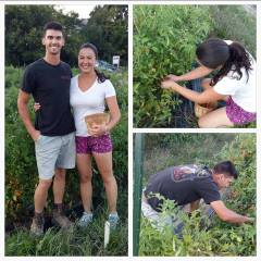 tomato-picking-date